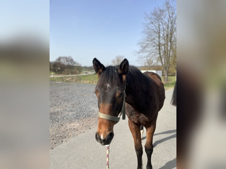 Hannoveraner Mix Stute 1 Jahr 170 cm Brauner in EhrMarienfels