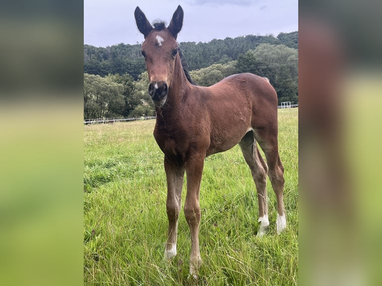 Hannoveraner Mix Stute 1 Jahr 170 cm Brauner in Marienfels