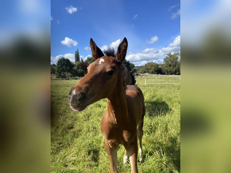 Hannoveraner Mix Stute 1 Jahr 170 cm Brauner in Marienfels