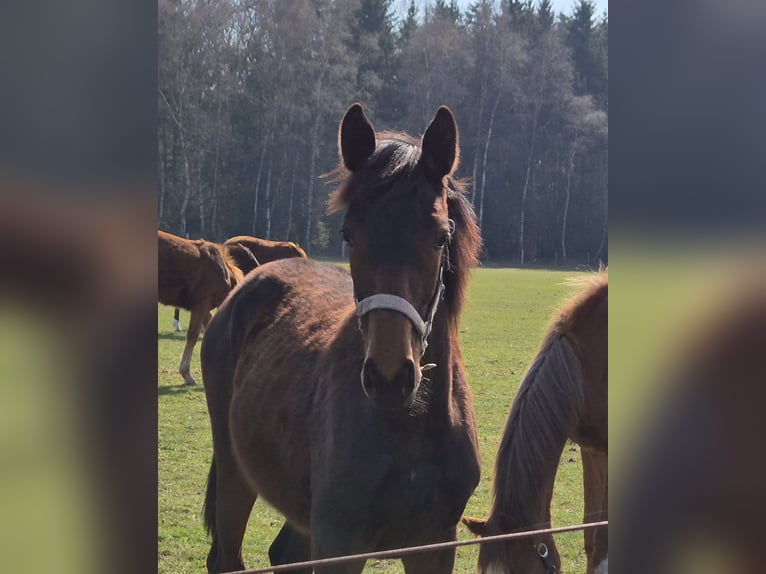 Hannoveraner Stute 1 Jahr 170 cm Brauner in Bomlitz