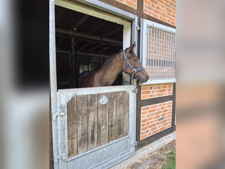 Hannoveraner Stute 1 Jahr 170 cm Brauner in Soltau