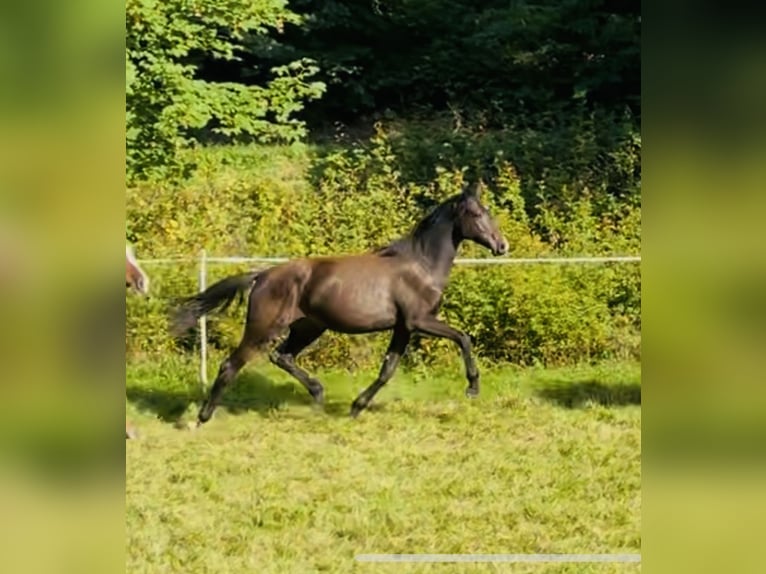 Hannoveraner Stute 1 Jahr 170 cm Dunkelbrauner in Hetschburg
