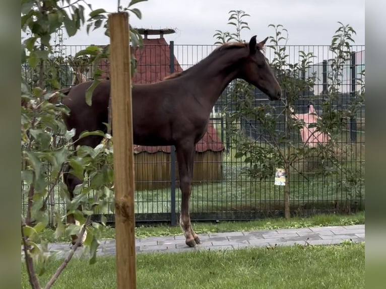Hannoveraner Stute 1 Jahr 170 cm Dunkelfuchs in Handrup