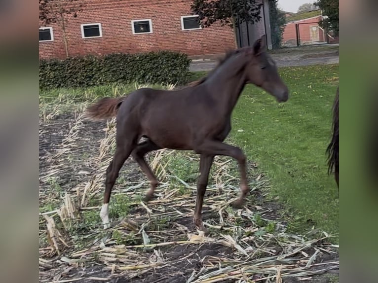 Hannoveraner Stute 1 Jahr 170 cm Dunkelfuchs in Handrup