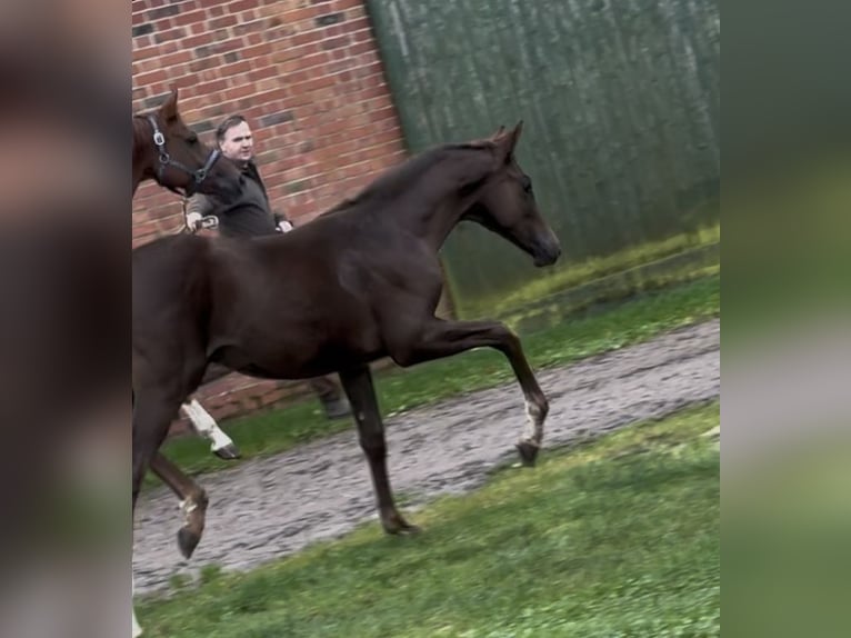 Hannoveraner Stute 1 Jahr 170 cm Dunkelfuchs in Handrup