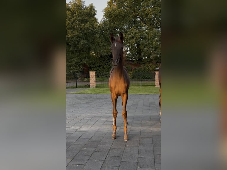 Hannoveraner Stute 1 Jahr 170 cm Dunkelfuchs in Handrup