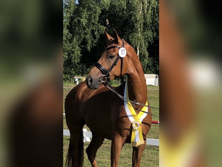 Hannoveraner Stute 1 Jahr 170 cm Dunkelfuchs in Handrup