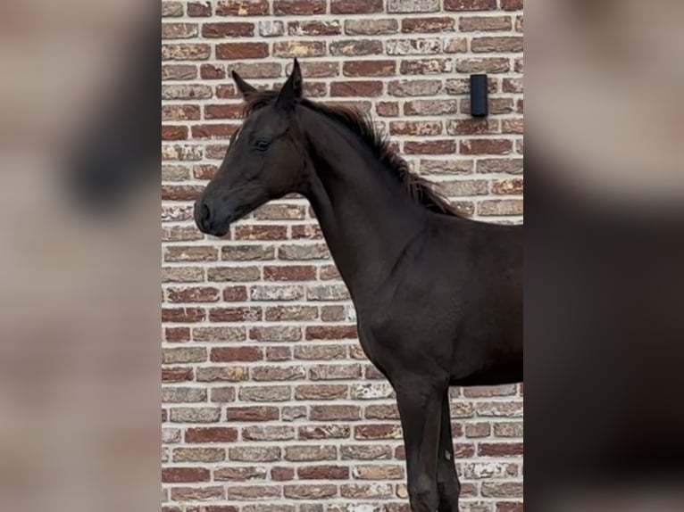 Hannoveraner Stute 1 Jahr 170 cm Dunkelfuchs in Handrup