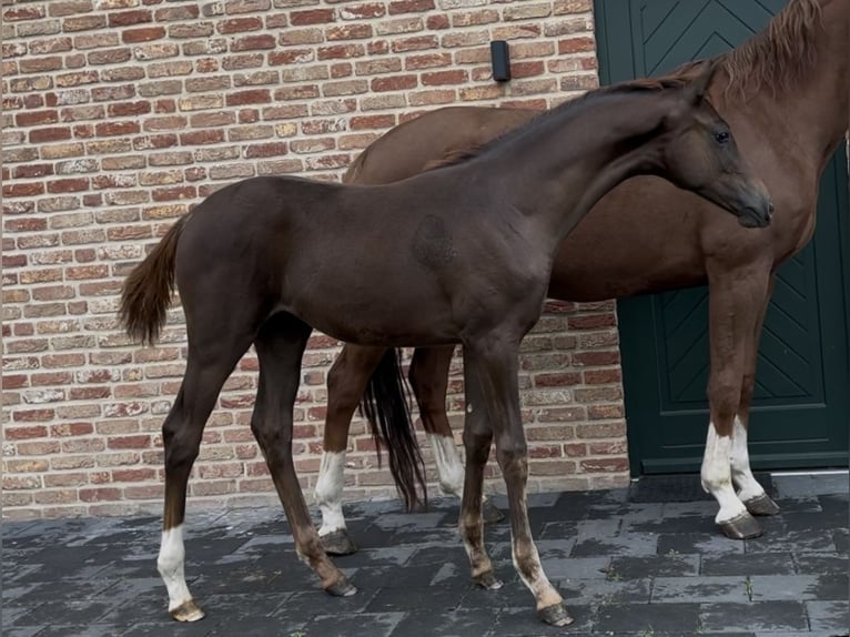 Hannoveraner Stute 1 Jahr 170 cm Dunkelfuchs in Handrup