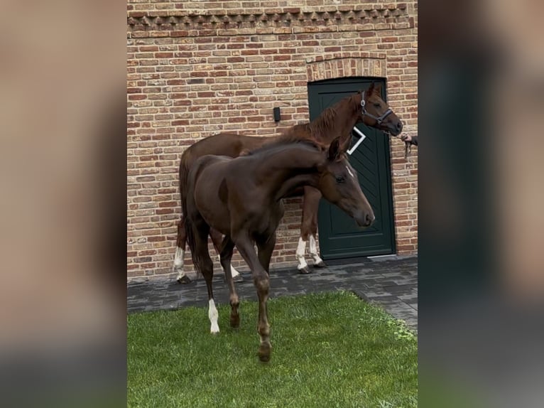 Hannoveraner Stute 1 Jahr 170 cm Dunkelfuchs in Handrup