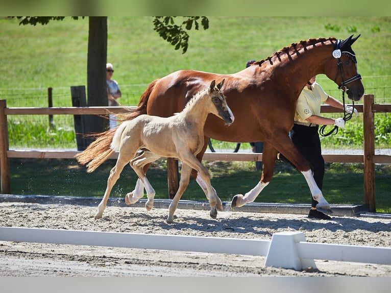Hannoveraner Stute 1 Jahr 170 cm Palomino in Fulda