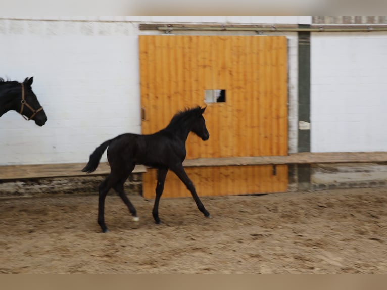 Hannoveraner Stute 1 Jahr 170 cm Rappe in Bargstedt