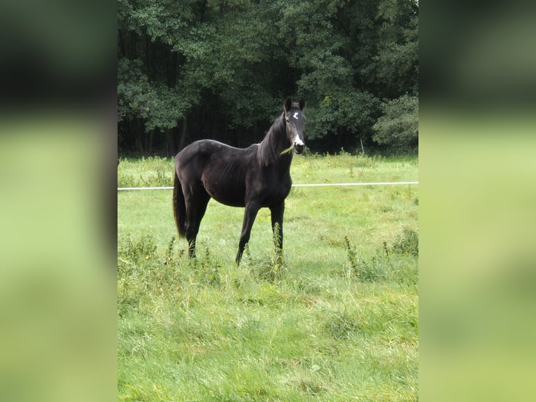 Hannoveraner Stute 1 Jahr 170 cm Rappe in Vienenburg