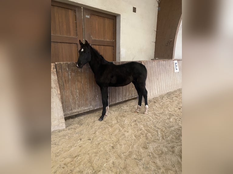 Hannoveraner Stute 1 Jahr 170 cm Rappe in Anzeling
