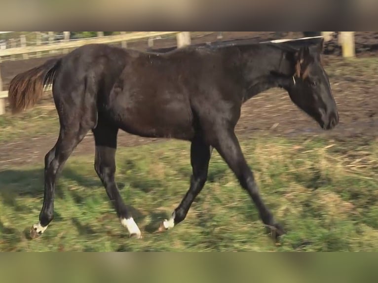 Hannoveraner Stute 1 Jahr 170 cm Rappe in Ratekau