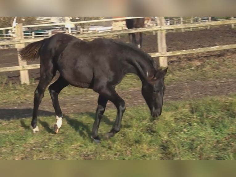 Hannoveraner Stute 1 Jahr 170 cm Rappe in Ratekau