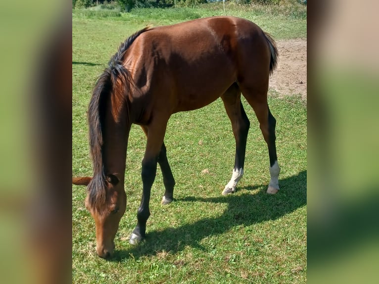 Hannoveraner Stute 1 Jahr 172 cm Brauner in M&#xFC;hlenberge