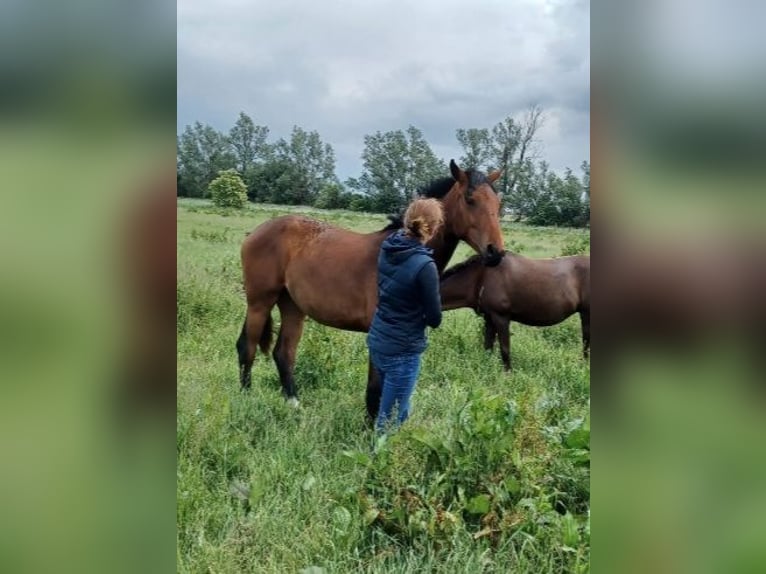 Hannoveraner Stute 1 Jahr 172 cm Brauner in M&#xFC;hlenberge