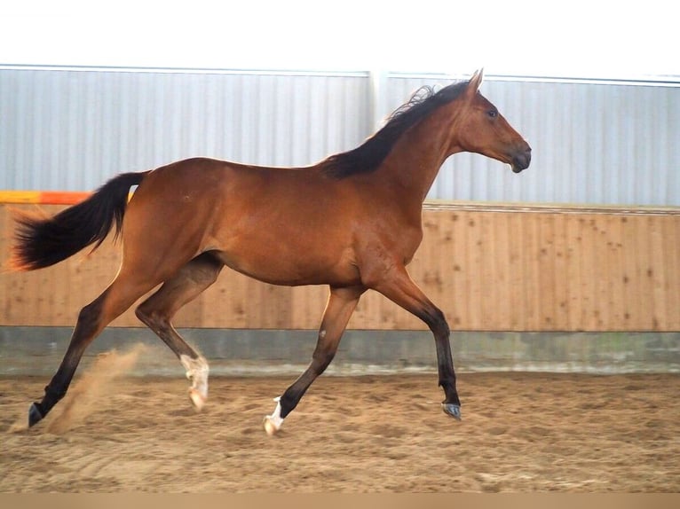 Hannoveraner Stute 1 Jahr 173 cm Brauner in Zarpen