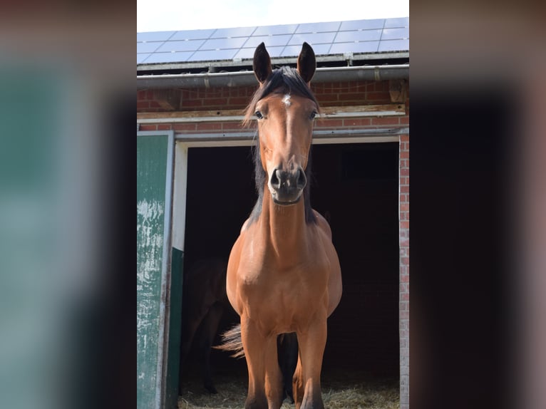 Hannoveraner Stute 1 Jahr 175 cm Brauner in Beelen