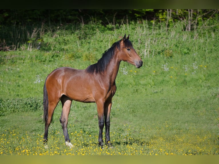 Hannoveraner Stute 1 Jahr Brauner in Burladingen