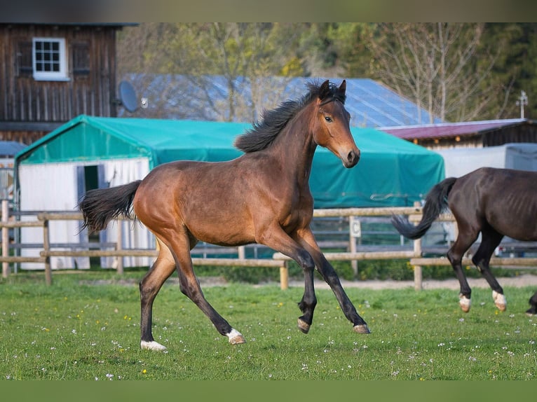 Hannoveraner Stute 1 Jahr Brauner in Burladingen