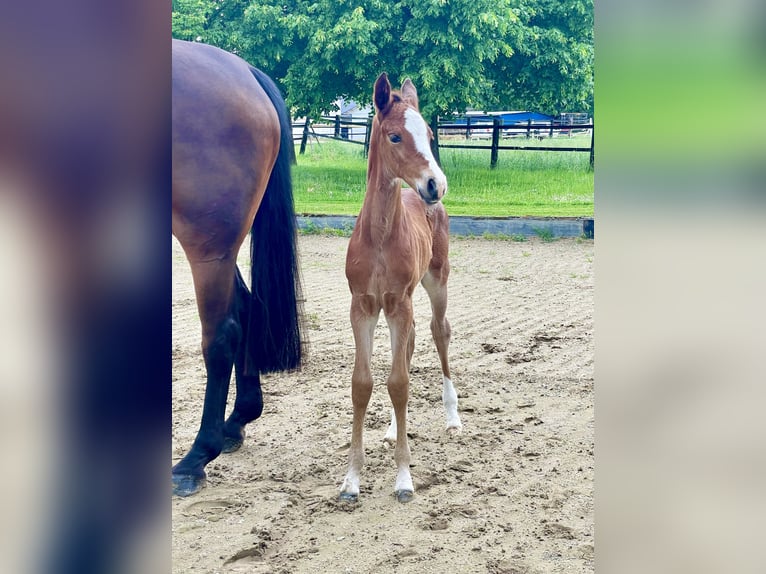 Hannoveraner Stute 1 Jahr Brauner in Rees