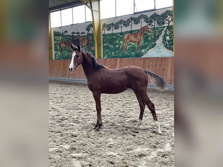Hannoveraner Stute 1 Jahr Brauner in Rees