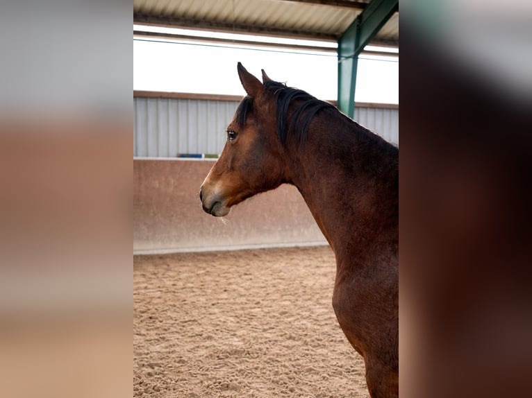 Hannoveraner Stute 1 Jahr Brauner in Stöckse