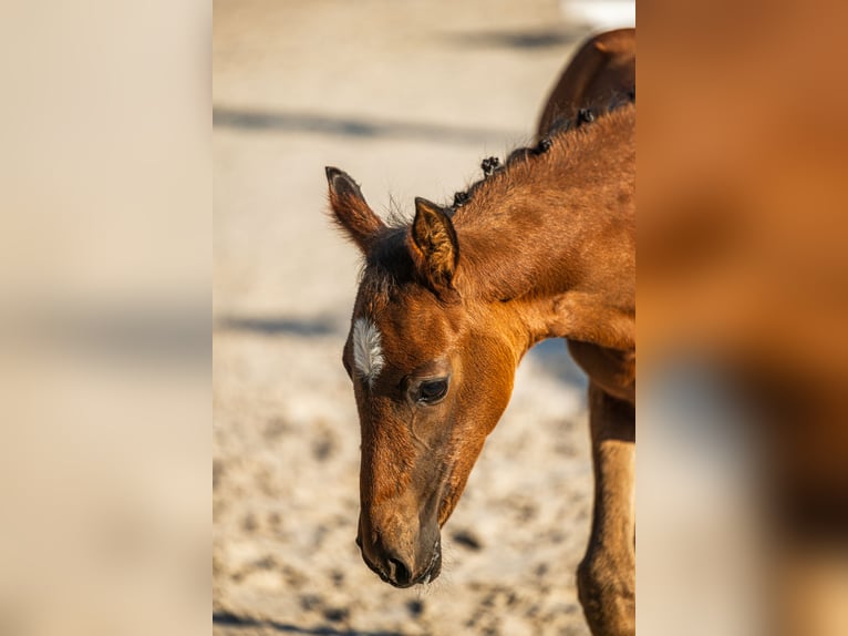 Hannoveraner Stute 1 Jahr Dunkelbrauner in Friedland