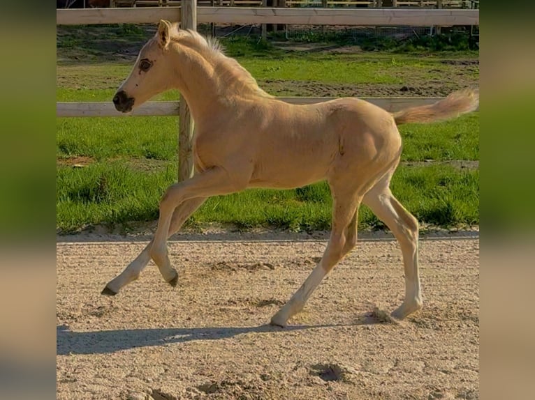 Hannoveraner Stute 1 Jahr Palomino in Raddestorf