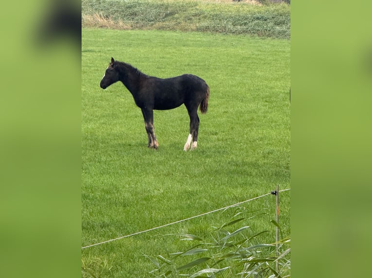 Hannoveraner Stute 1 Jahr Rappe in Barum