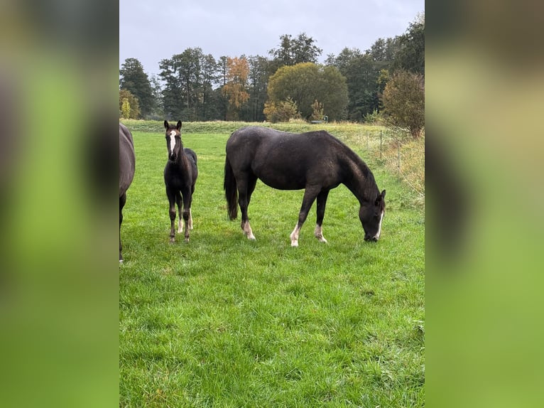 Hannoveraner Stute 1 Jahr Rappe in Barum