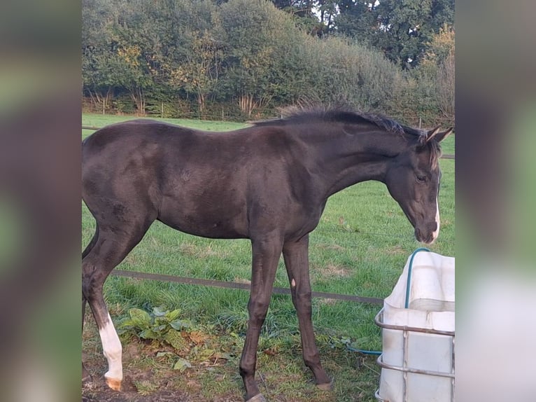 Hannoveraner Stute 1 Jahr Rappe in Hüven