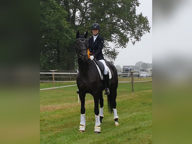 Hannoveraner Stute 1 Jahr Rappe in Kettig