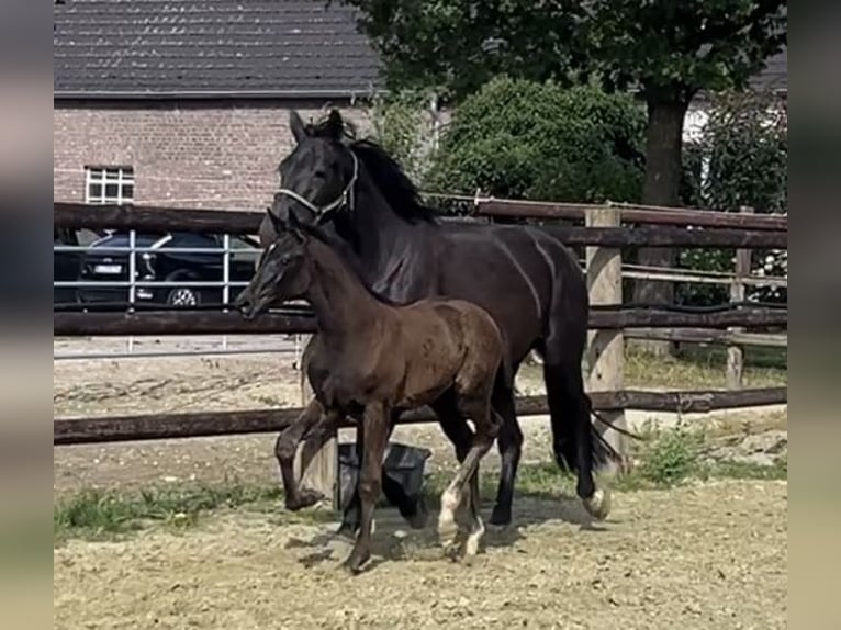 Hannoveraner Stute 1 Jahr Rappe in Kevelaer