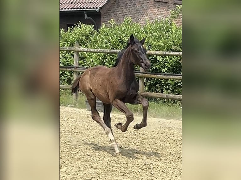 Hannoveraner Stute 1 Jahr Rappe in Kevelaer