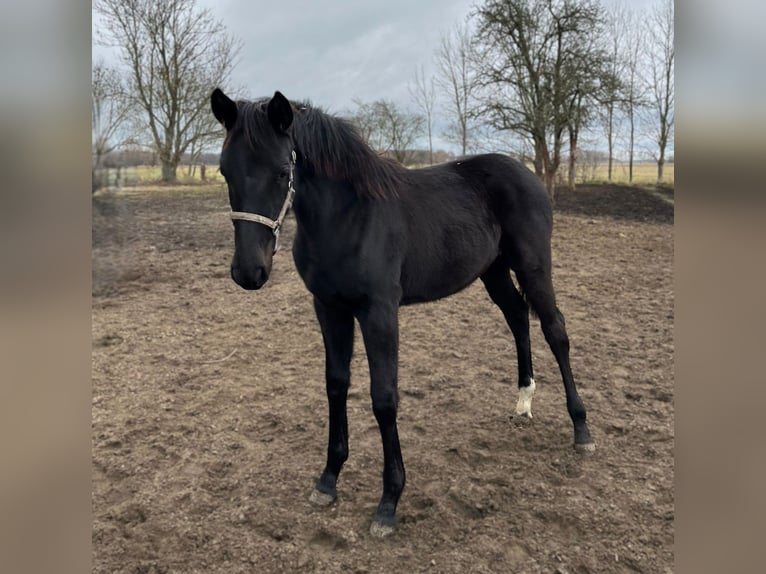 Hannoveraner Stute 1 Jahr Rappe in Wietstock