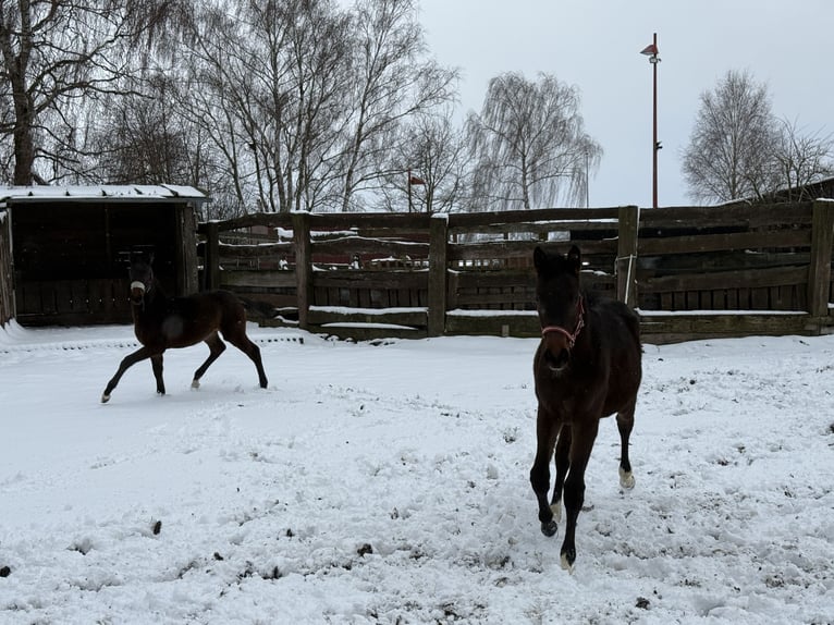 Hannoveraner Stute 1 Jahr Schwarzbrauner in Didderse