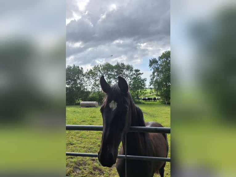 Hannoveraner Stute 1 Jahr in Dornum