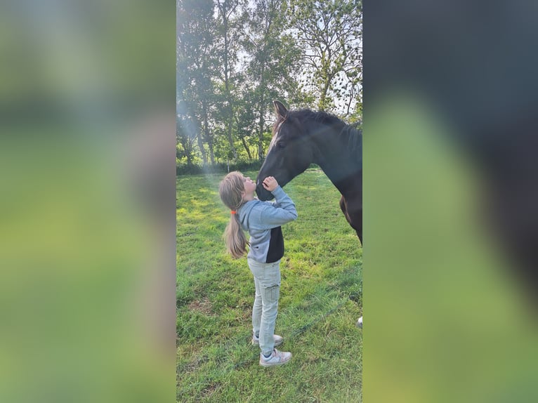Hannoveraner Stute 1 Jahr in Dornum