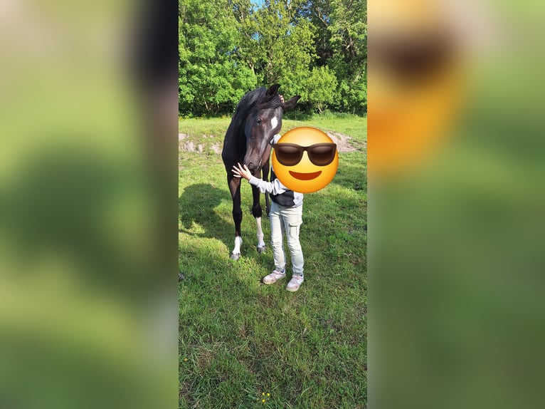 Hannoveraner Stute 1 Jahr in Dornum