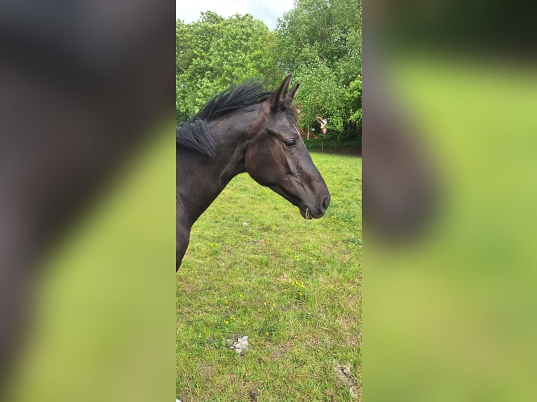 Hannoveraner Stute 1 Jahr in Dornum