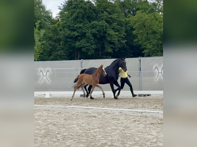 Hannoveraner Stute 1 Jahr in St&#xF6;ckse