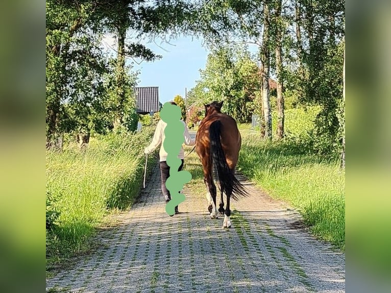 Hannoveraner Stute 20 Jahre 163 cm Brauner in Hage