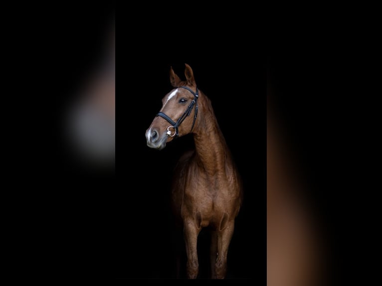 Hannoveraner Stute 20 Jahre 164 cm Fuchs in Meisdorf