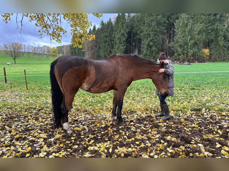 Hannoveraner Stute 20 Jahre 165 cm Brauner in Etzean