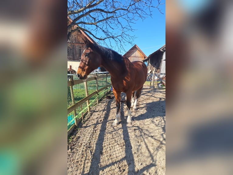 Hannoveraner Stute 20 Jahre 165 cm Brauner in Tettnang