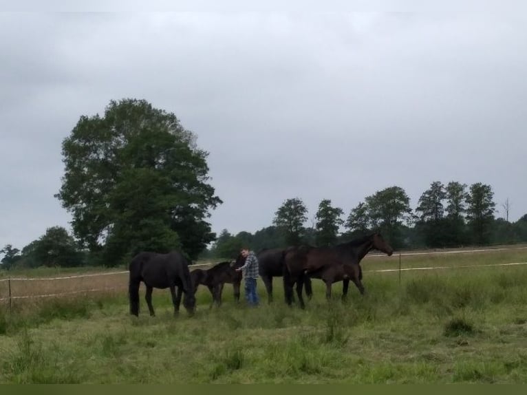 Hannoveraner Stute 20 Jahre 165 cm Brauner in Wingst