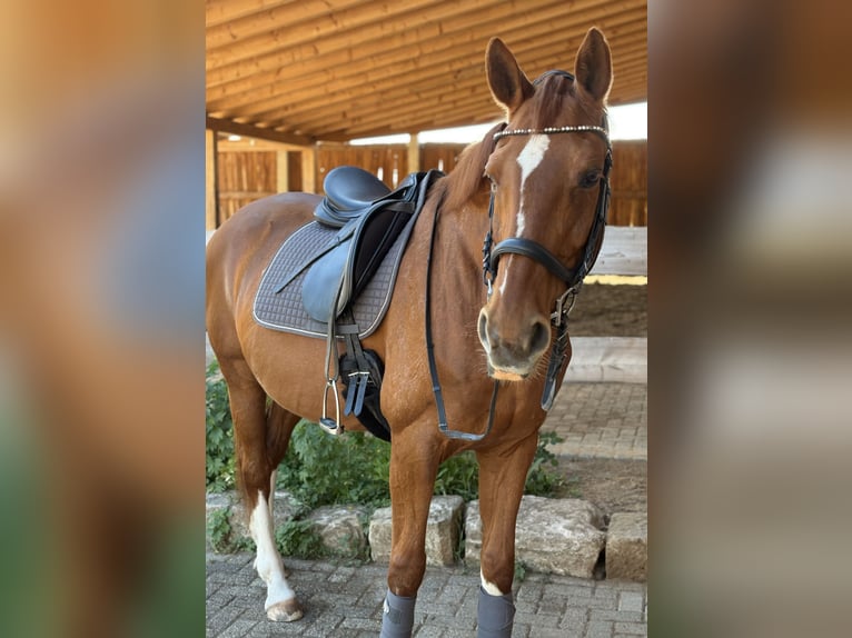 Hannoveraner Stute 20 Jahre 167 cm Fuchs in Wolfhagen